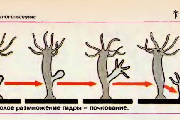 Какой кракен сейчас работает